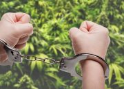 Bawa Ganja, Oknum Honorer Kantor Pertanahan Kota Gorontalo Diringkus Polisi